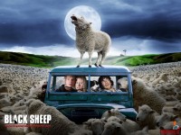 black-sheep01.jpg