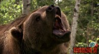 grizzly-rage03.jpg