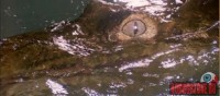 alligator10.jpg